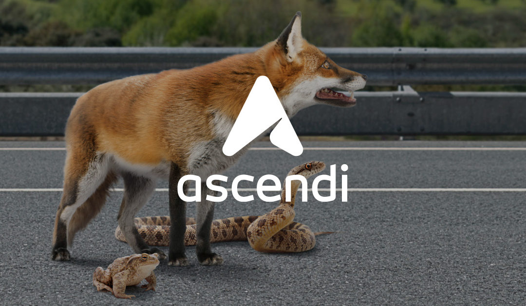 Ascendi – Animals on the road